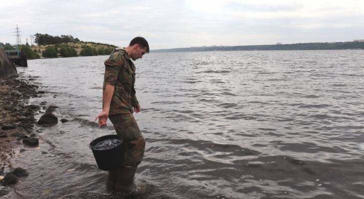 В Волгу выпустили 10 тысяч мальков «царской» рыбы - pg21.ru - респ. Марий Эл - Новочебоксарск