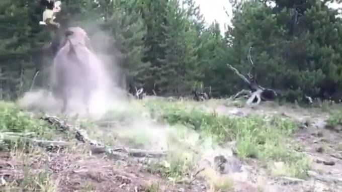 Видео из США: В Йеллоустонском нацпарке бизон напал на 9-летнюю девочку - piter.tv - Омская обл.