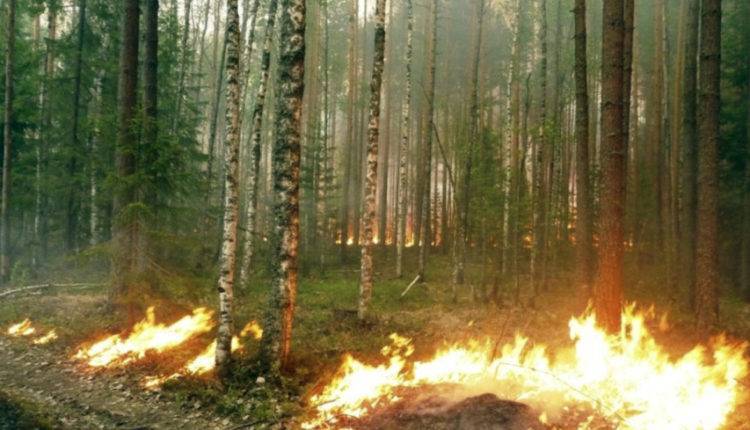 Лесные пожары приведут к рекордным выбросам углекислого газа - newtvnews.ru - США - Красноярский край - Иркутская обл. - Венгрия - Швеция - респ. Саха - Канада - Болгария - шт.Аляска - Гренландия
