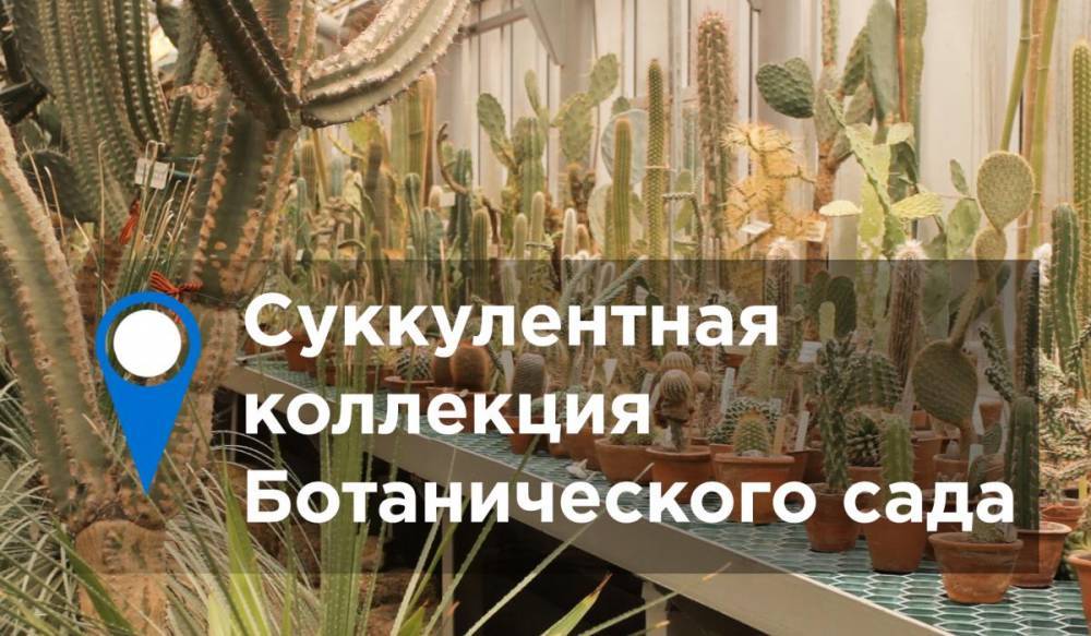 Петр ВЕЛИКИЙ (Великий) - Суккулентная коллекция Ботанического сада - gorod-plus.tv - Россия - Санкт-Петербург