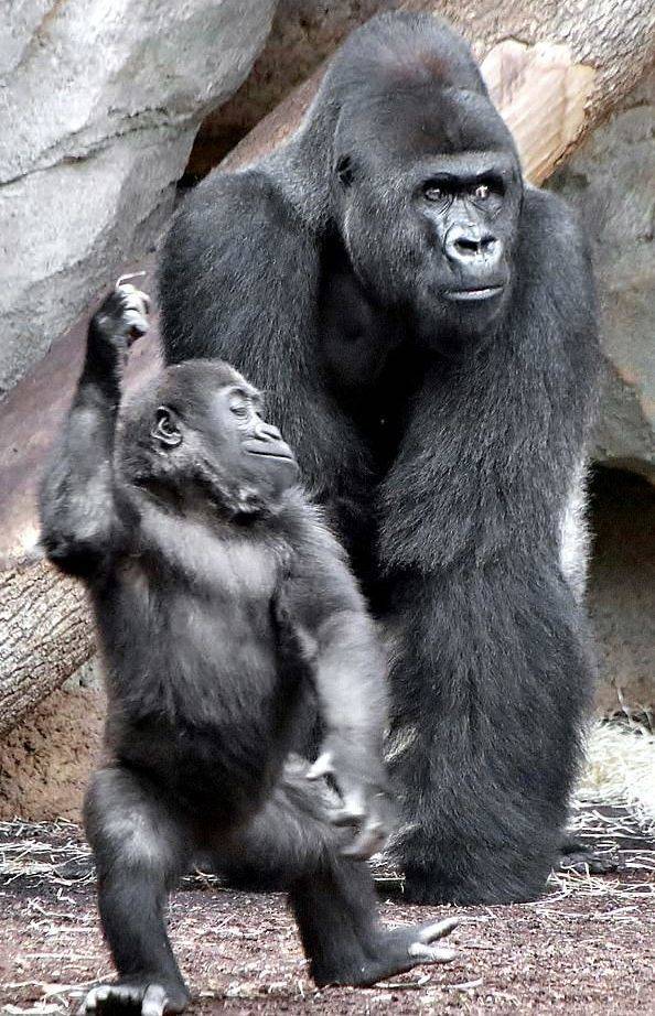В зоопарке Германии маленькая горилла начала танцевать, чтобы привлечь внимание своего папы - moya-planeta.ru