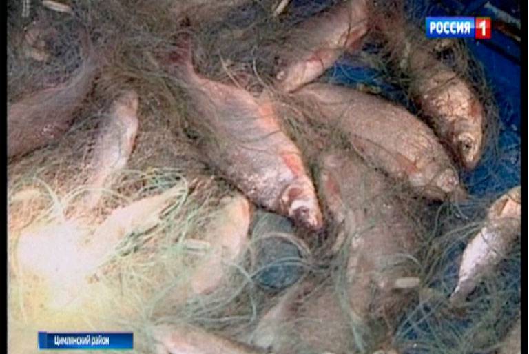 Ущерб в 1,5 млн рублей: на берегу Таганрогского залива изъяли незаконно добытую рыбу - dontr.ru - Россия - Ростовская обл. - район Неклиновский