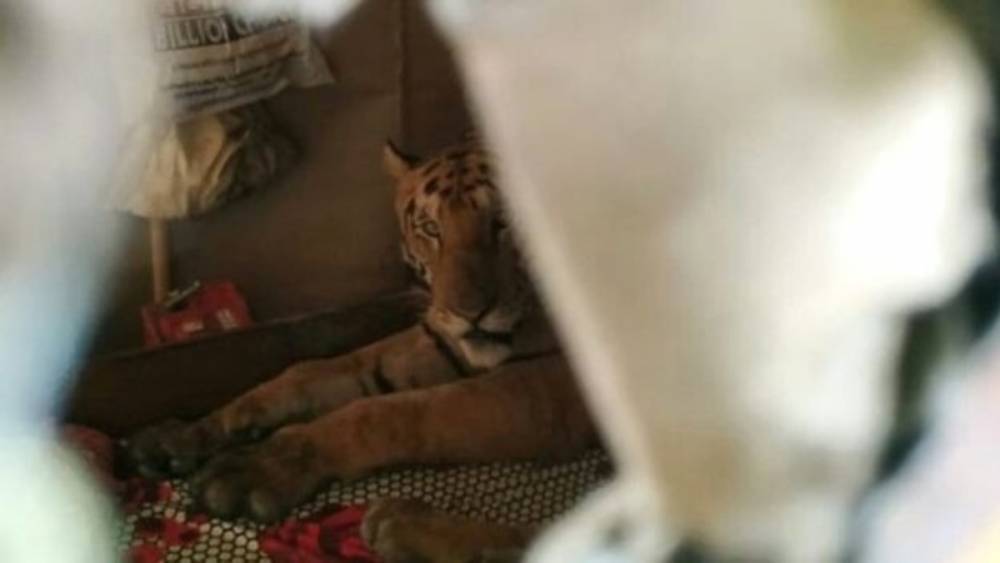 Кто спал на моей кровати? Индус у себя в кровати обнаружил спящую тигрицу - lemurov.net - Индия - Бангладеш - Непал