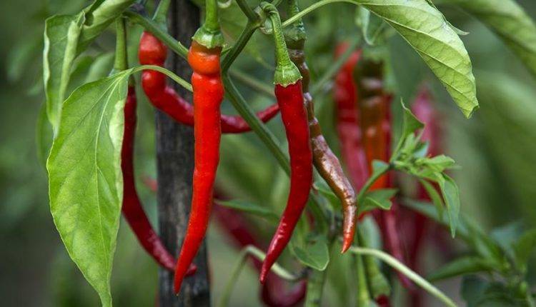 Назван вызывающий старческое слабоумие продукт - newtvnews.ru - Китай - США - Австралия - Катар - шт. Аризона