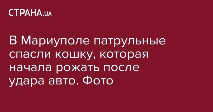 В Мариуполе патрульные спасли кошку, которая начала рожать после удара авто. Фото - strana.ua - Луцк - Новая Зеландия