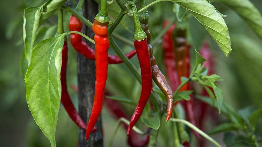 Назван вызывающий старческое слабоумие продукт - iz.ru - Китай - США - Австралия - Катар - шт. Аризона