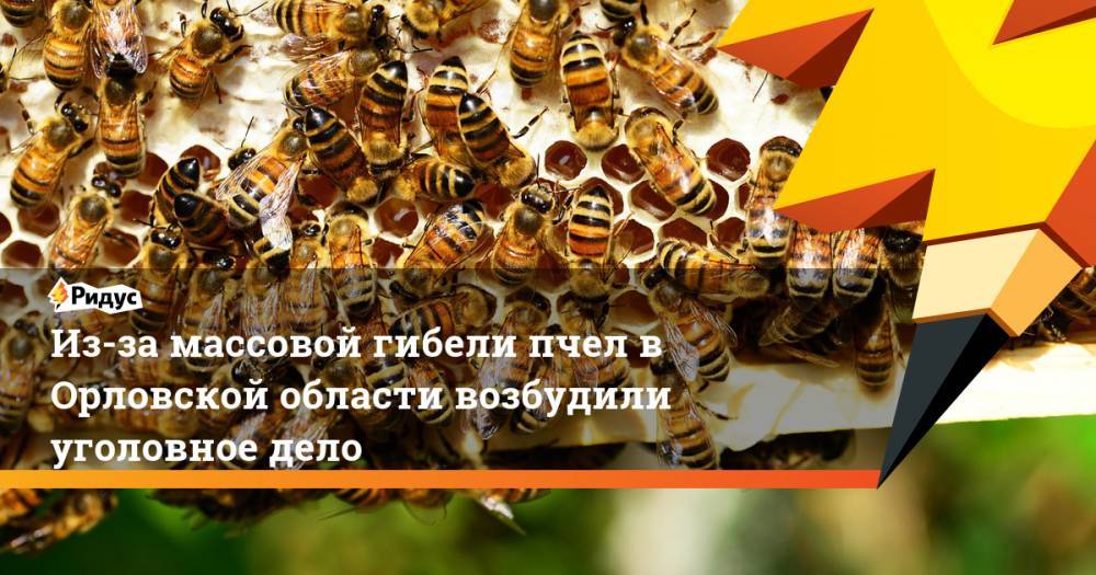 Из-за массовой гибели пчел в Орловской области возбудили уголовное дело. Ридус - ridus.ru - Россия - Орловская обл. - Краснодарский край - Московская обл. - респ. Татарстан - Нижегородская обл. - Саратовская обл. - Рязанская обл. - Алтайский край - Ростовская обл.