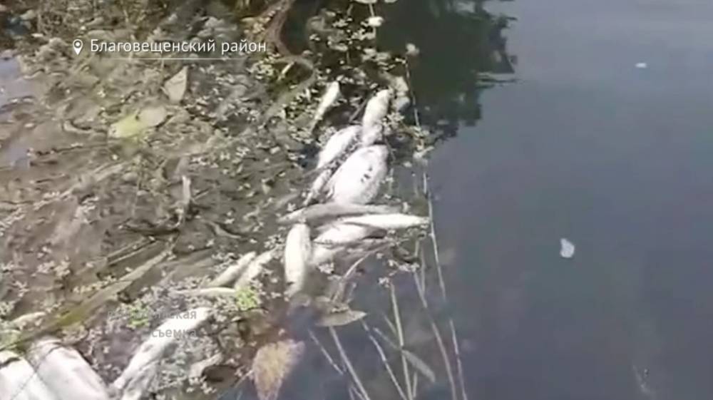 В Башкирии еще в одном водоеме начала гибнуть рыба - bash.news - район Благовещенский