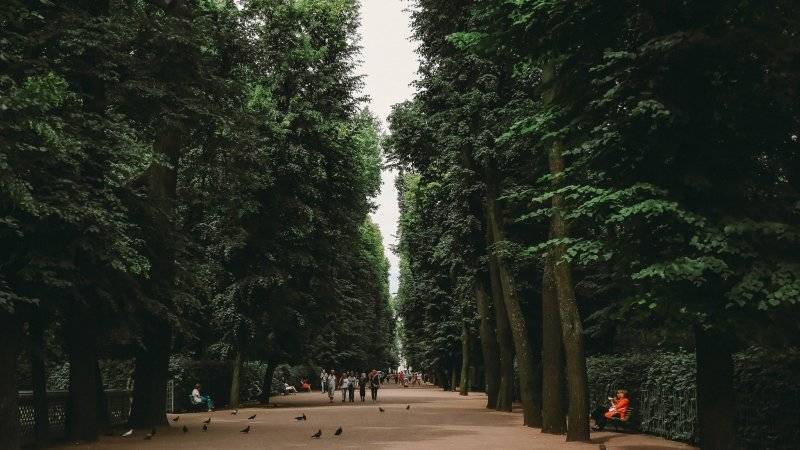 Количество деревьев в Петербурге увеличится на треть к 2020 году - polit.info - Россия - Санкт-Петербург - Санкт-Петербург