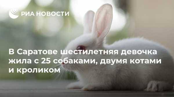 Анастасия Захарова - В Саратове шестилетняя девочка жила с 25 собаками, двумя котами и кроликом - vestirossii.com - Саратов