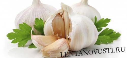 Чеснок можно использовать в качестве естественного пестицида - lentanovosti.ru - США - штат Вермонт