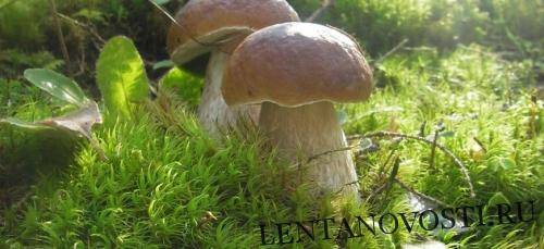 Красноярский край обсуждает с КНР переработку дикороссов - lentanovosti.ru - Россия - Китай - Красноярский край - Алтайский край