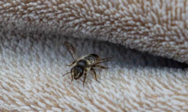 Семья случайно привезла в Великобританию пчелу из Турции - moya-planeta.ru - Англия - Турция - Иран