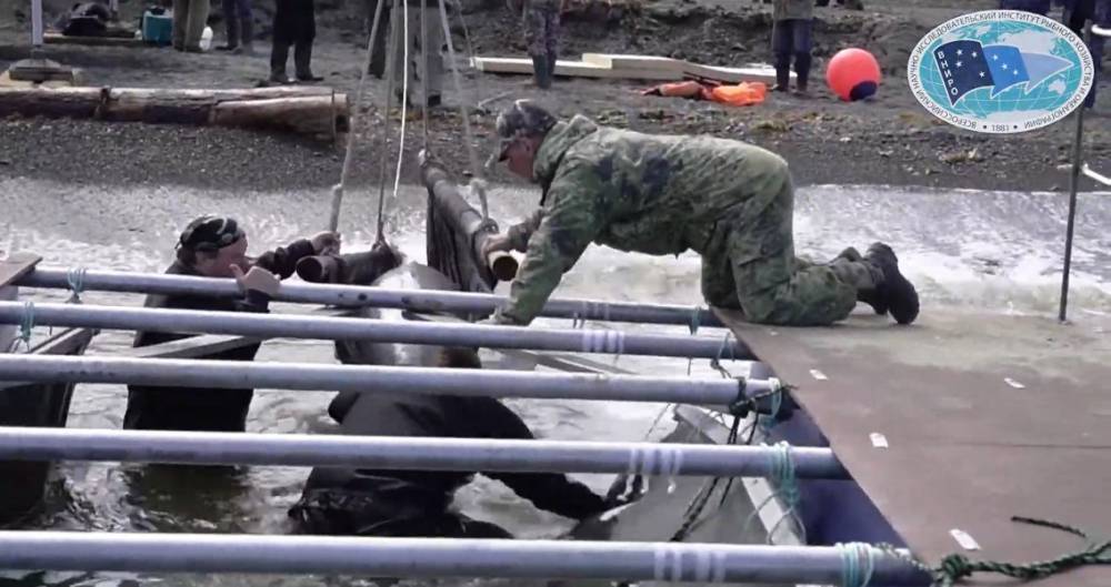 В Сети появилось видео выпуска первых белух из "китовой тюрьмы" - m24.ru - Хабаровский край - Экология