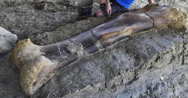 500-килограммовая кость динозавра найдена во Франции - popmech.ru