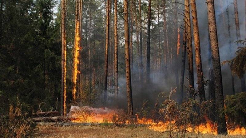 Владимир Бурматов - Александр Усс - Депутата Бурматова насторожили слова губернатора Усса о вреде борьбы с лесными пожарами - polit.info - Россия - Красноярский край - Иркутская обл.