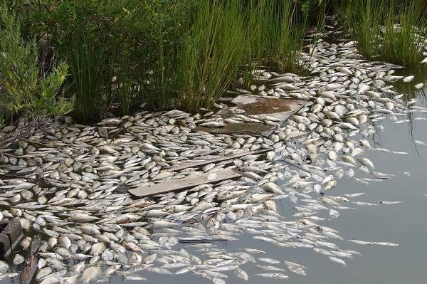 Гибель рыбы в Новороссийске могла произойти из-за прорыва коллектора - ecosever.ru - Новороссийск