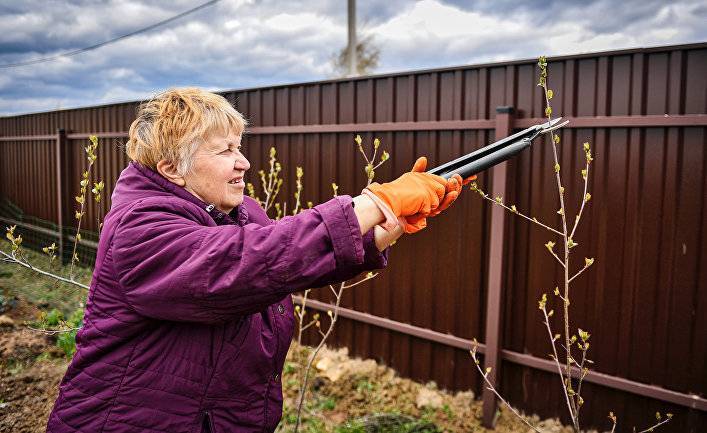 Екатерина Шульман - Dagens Nyheter (Швеция): русские дети проводят все лето у бабушки - inosmi.ru - Москва - Россия - Московская обл.