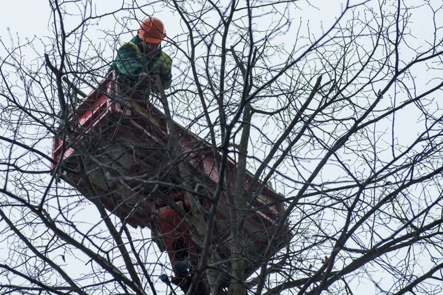 Тополь упал на фасад пятиэтажки на западе Москвы - m24.ru - Москва - Владивосток