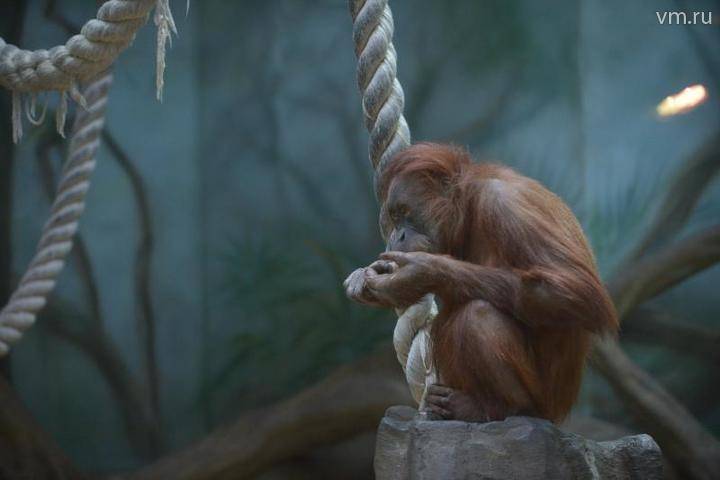 Павильон с обезьянами Московского зоопарка закроют на ремонт - vm.ru
