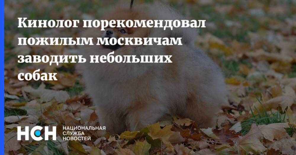 Владимир Голубев - Кинолог порекомендовал пожилым москвичам заводить небольших собак - nsn.fm - Россия