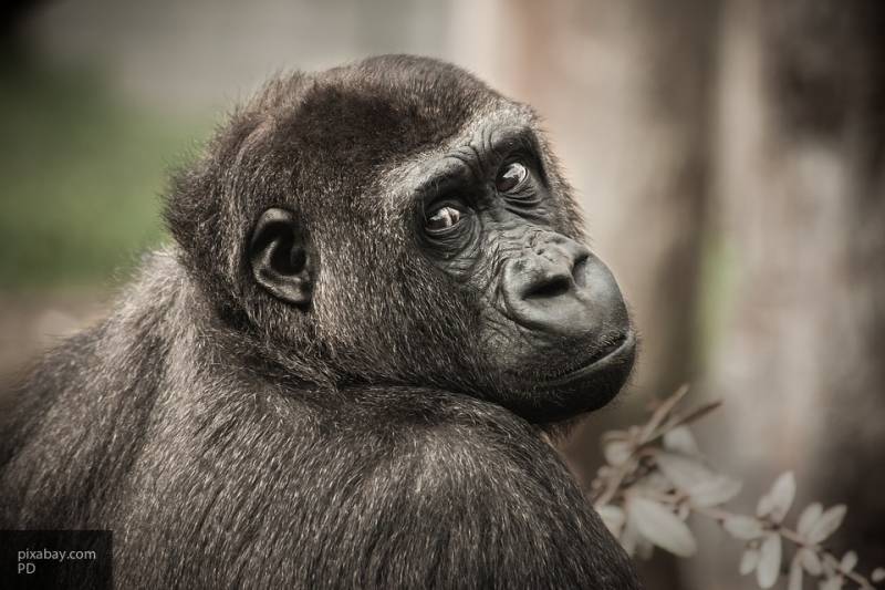 Алик Ливадный - Рацион приматов может содержать ответы на вопросы к эволюции человека - nation-news.ru - Конго