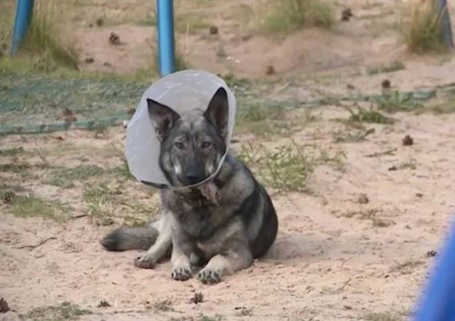 Полиция проводит проверку по факту ранения собаки в Солотче - ya62.ru - Россия