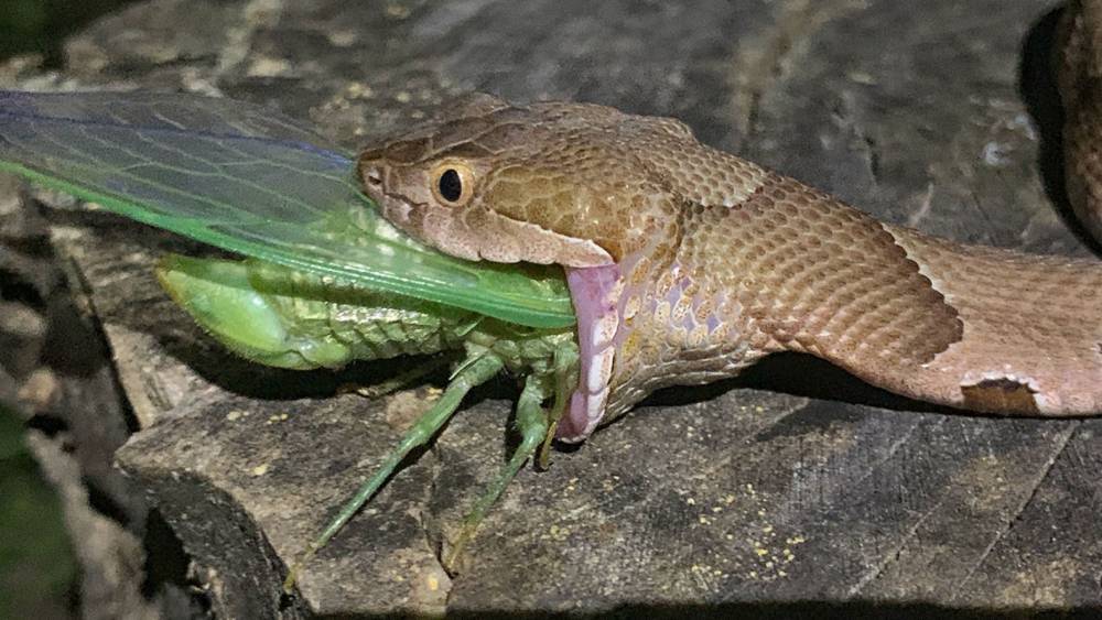 Фотограф из США запечатлел нападение ядовитой змеи на певчую цикаду - moya-planeta.ru - США - штат Арканзас