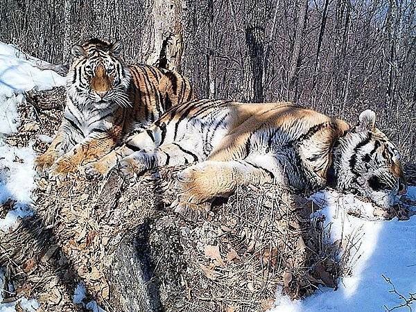 Ко Дню тигров в России сообщили о росте их популяции - polit.ru - Россия - Санкт-Петербург - Хабаровский край - Приморье край - Еврейская обл. - Экология