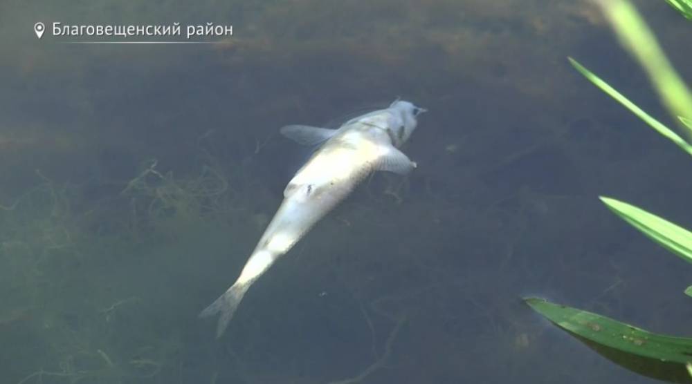 В Башкирии экологи ищут причину массовой гибели рыбы - bash.news - район Благовещенский