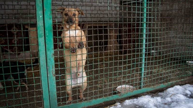 Начало закона о сдаче бесхозных животных в приюты могут задержать - polit.info - Россия - Ленинградская обл. - Санкт-Петербург - Петербург