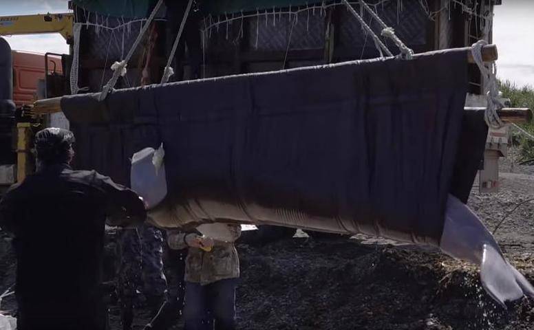 Опубликовано видео освобождения белух из «китовой тюрьмы» - vm.ru - Россия - Китай - Приморье край