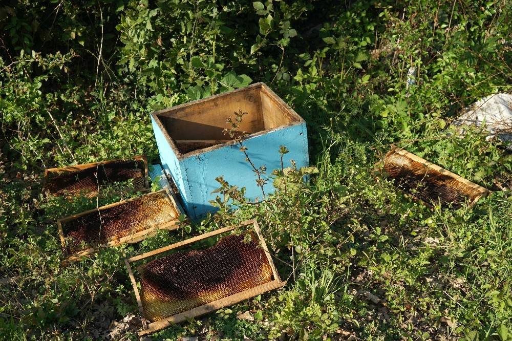 Пчелиный апокалипсис. Кто ответит за разорение пчеловодства в РФ - Русская планета - rusplt.ru - Москва - Иркутская обл. - Башкирия - Московская обл. - респ. Татарстан - Смоленская обл. - Нижегородская обл. - Саратовская обл. - Рязанская обл. - Алтайский край - Воронежская обл. - Ростовская обл. - Кубань - Мордовия - Ставрополье - Томская обл. - Липецкая обл. - Брянская обл.
