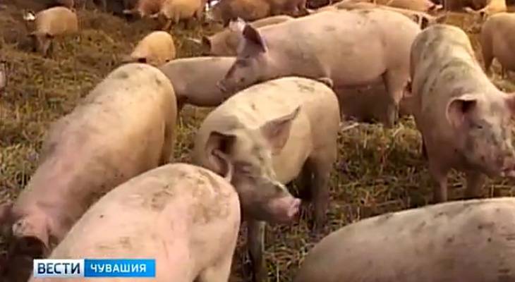 Африканская чума свиней вплотную подобралась к Чувашии - pg21.ru - респ. Чувашия - Нижегородская обл. - Ульяновская