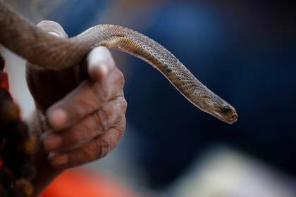 Змея погибла после укуса пьяного человека - lenta.ru - India - штат Гуджарат - штат Уттар-Прадеш