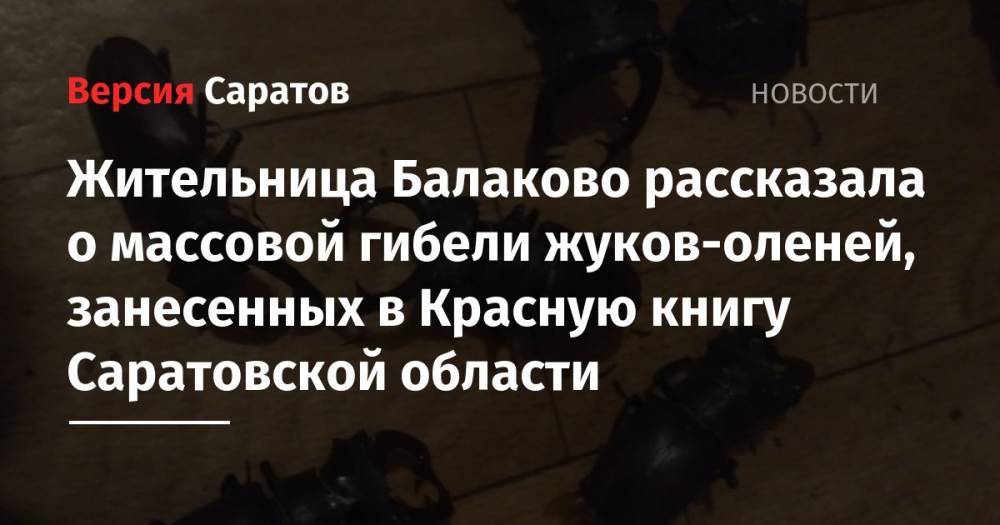Жительница Балаково рассказала о массовой гибели жуков-оленей, занесенных в Красную книгу Саратовской области - nversia.ru - Саратовская обл. - Балаково