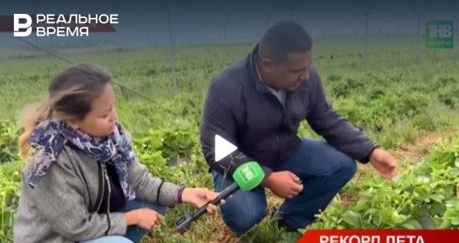 В Татарстане фермеры и владельцы бизнеса несут убытки из-за холодов — видео - realnoevremya.ru - Россия - респ. Татарстан - Альметьевск - Татарстан