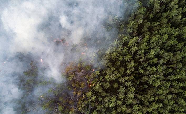 Greenpeace: лесные пожары в Сибири ускоряют глобальное потепление (Yle, Финляндия) - inosmi.ru - Россия - Красноярский край - Иркутская обл. - Новосибирск - респ. Алтай - респ. Саха