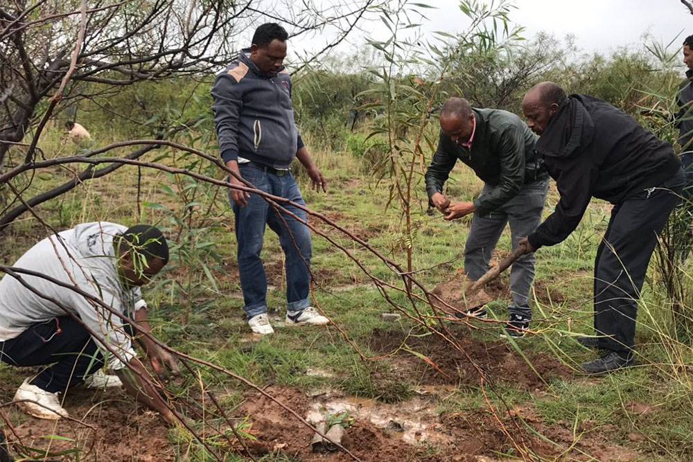 Власти Эфиопии заявили, что в стране посадили 350 млн деревьев за 12 часов - rtvi.com - Канада - India - Эфиопия - штат Уттар-Прадеш - Экология