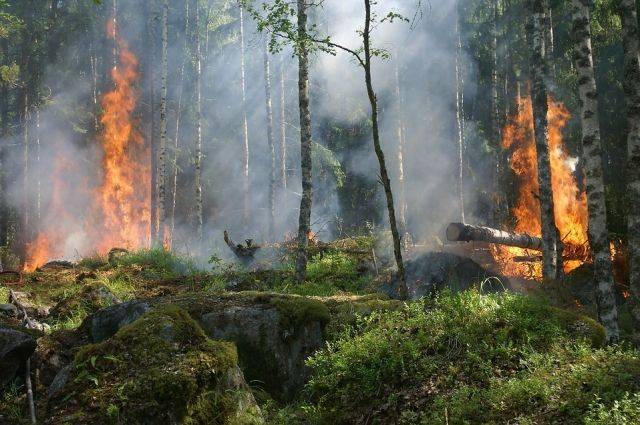 Григорий Куксин - Более 200 гектаров леса сгорели на юге Франции - aif.ru - Россия