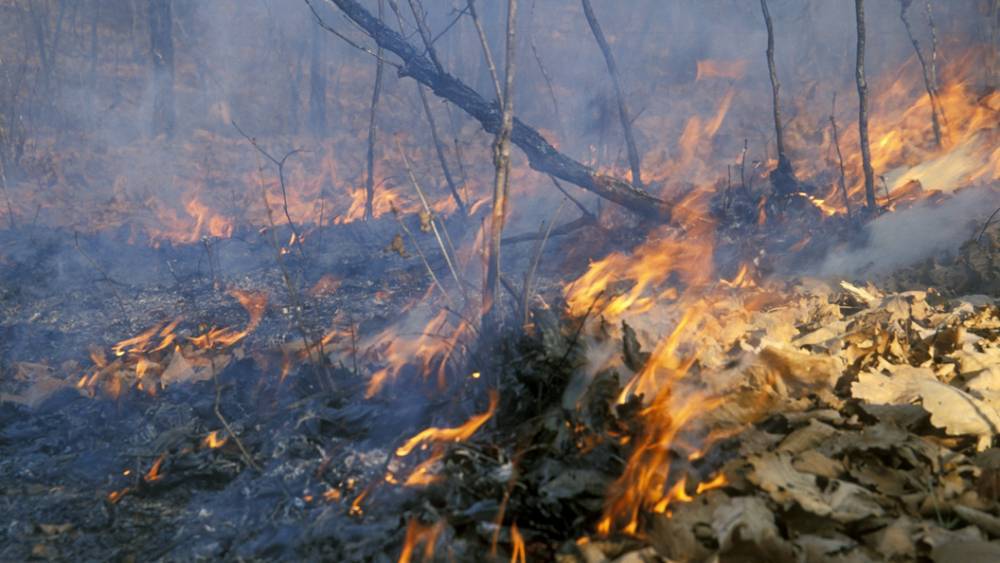 Почти 800 тысяч человек подписали петицию о введении пожарного режима ЧС в Сибири - tsargrad.tv - Красноярский край - Иркутская обл. - Новосибирск - респ. Татарстан - Кемерово - Томская обл.