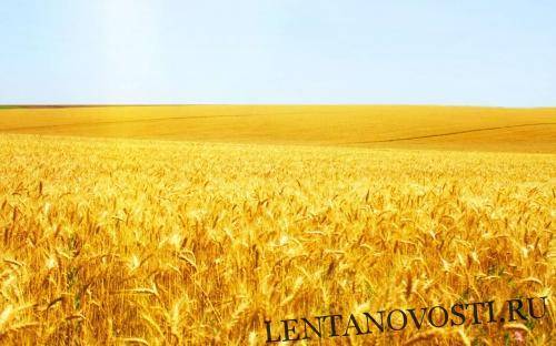 Канадская пшеница вновь стала востребованной в Китае - lentanovosti.ru - Китай - США - Вашингтон - Австралия - Канада - Индонезия