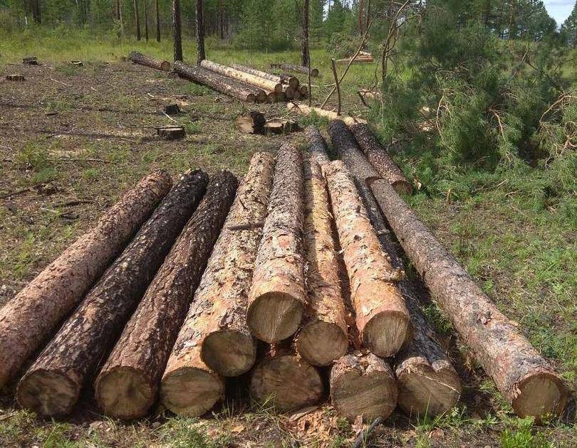 В Улан-Удэ разыскивают «черных» лесорубов, скрывшихся на серой «Тойоте» - infpol.ru - Улан-Удэ