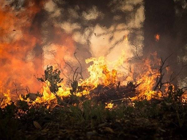 Площадь лесных пожаров в РФ достигла 3 млн га - polit.ru - Россия - Красноярский край - Иркутская обл. - респ. Саха