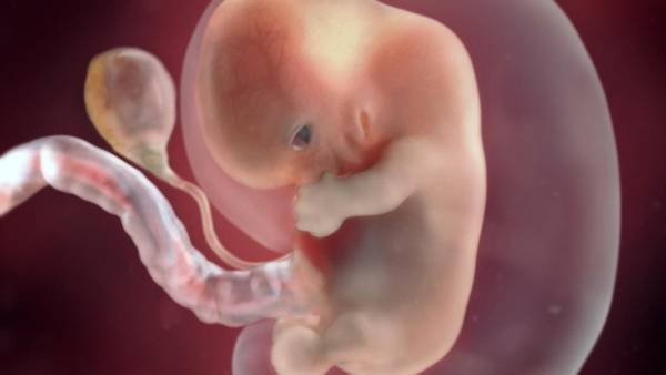 В Японии одобрили эксперименты с эмбрионами человека и животных - glavtema.ru - Япония