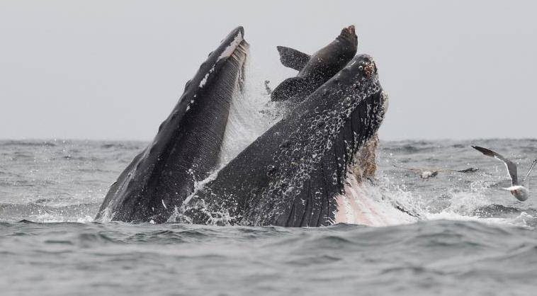 Морской лев спасся из пасти кита - moya-planeta.ru - США - шт. Калифорния