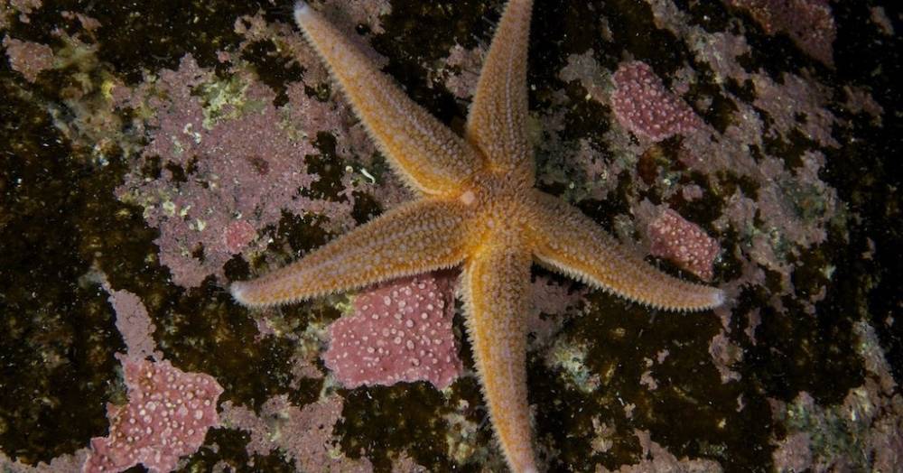 Морским звездам от&nbsp;человеческой любви хочется есть - popmech.ru