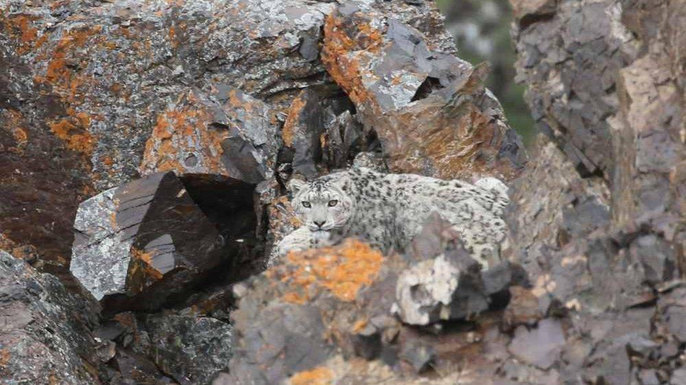 Орнитолог засняла снежного барса на Алтае – РИА «7 новостей» - 7info.ru - респ. Алтай