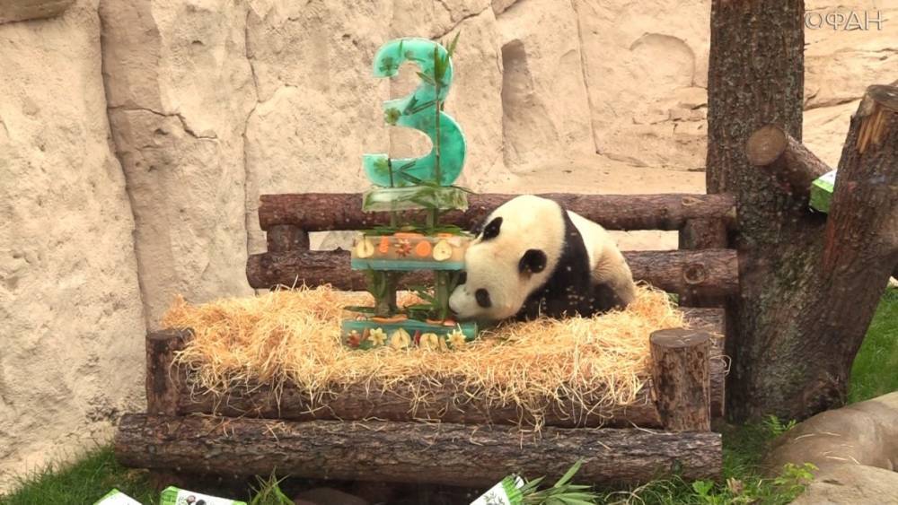Светлана Акулова - Первый день рождения больших панд в Московском зоопарке. - riafan.ru - Москва - Китай