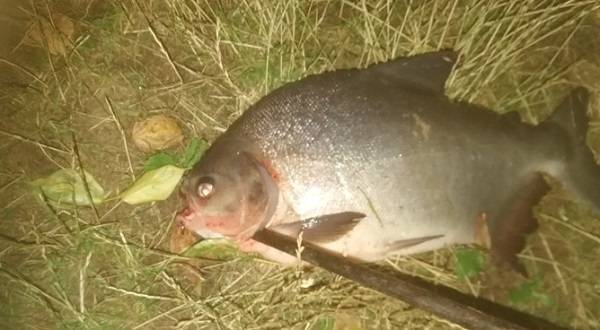 В Ловати поймали рыбу с человеческими зубами - ecosever.ru - Россия - Великие Луки